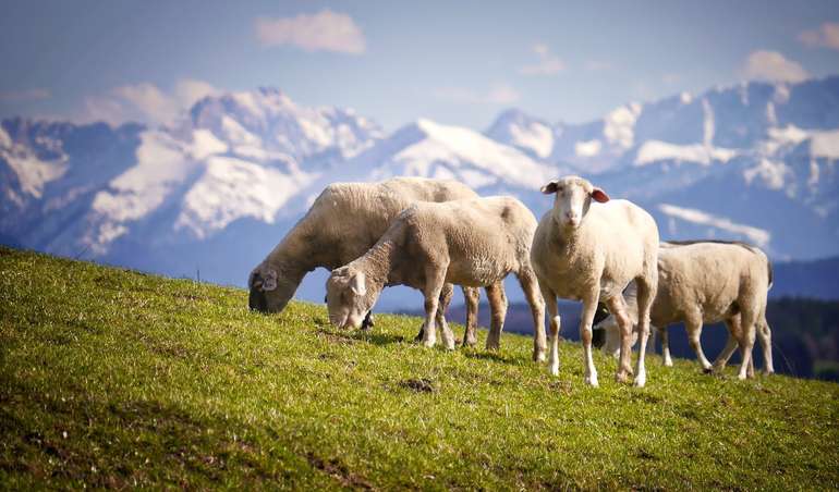 Schafe auf der Alm Schafe auf der Alm