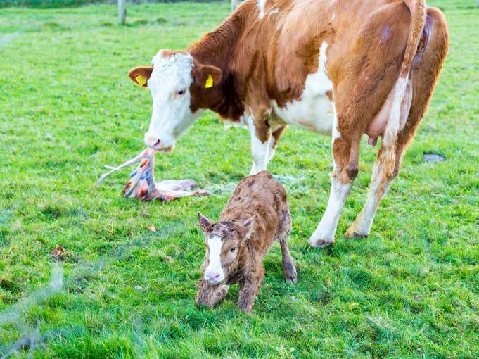 Fehlgeburten beim Rind und ihre  vielseitigen Ursachen.jpg © Adobe Stock/Marcel