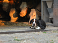 Hund am Bauernhof © Adobe Stock/flipolino