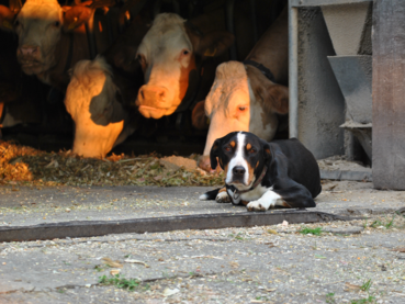 Fehlgeburten beim Rind und ihre  vielseitigen Ursachen.png © Adobe Stock/flipolino