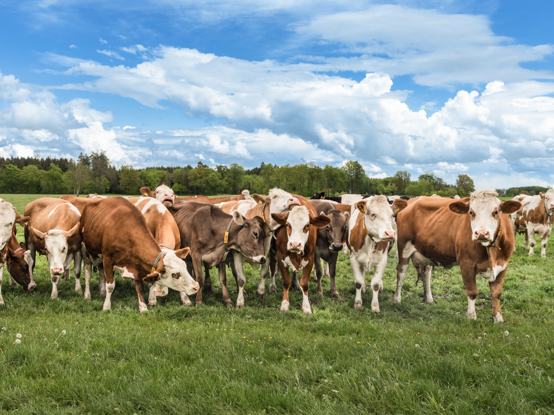 Fehlgeburten beim Rind und ihre  vielseitigen Ursachen.png © Adobe Stock/Thalhofer Fehlgeburten beim Rind und ihre  vielseitigen Ursachen.png © Adobe Stock/Thalhofer