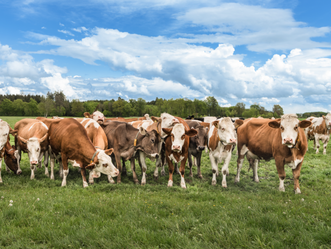 Fehlgeburten beim Rind und ihre  vielseitigen Ursachen.png © Adobe Stock/Thalhofer