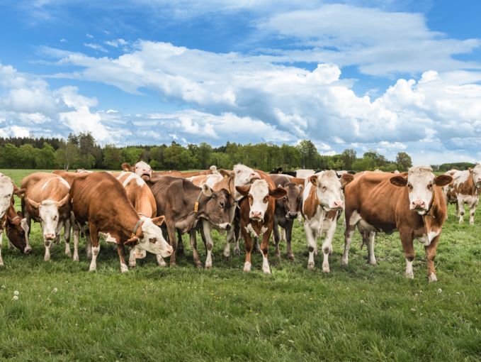 Fehlgeburten beim Rind und ihre vielseitigen Ursachen.png © Adobe Stock/Thalhofer Fehlgeburten beim Rind und ihre vielseitigen Ursachen.png © Adobe Stock/Thalhofer