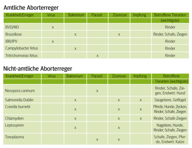 Fehlgeburten beim Rind und ihre vielseitigen Ursachen.png © Archiv Fehlgeburten beim Rind und ihre vielseitigen Ursachen.png © Archiv