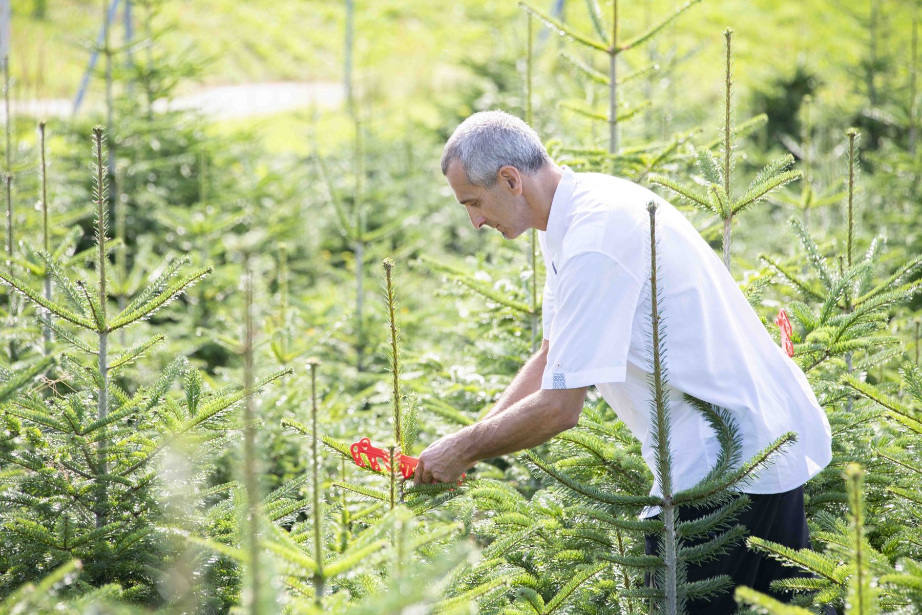 © Eva Lechner/weihnachtsbaum.at © Eva Lechner/weihnachtsbaum.at