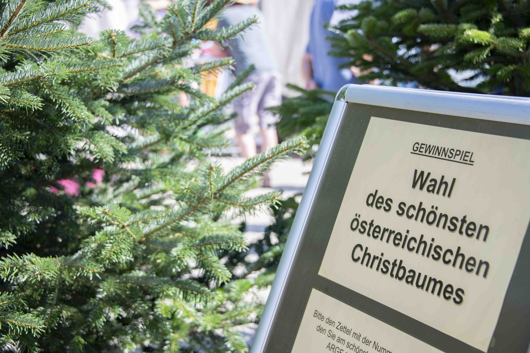 © Eva Lechner/weihnachtsbaum.at © Eva Lechner/weihnachtsbaum.at