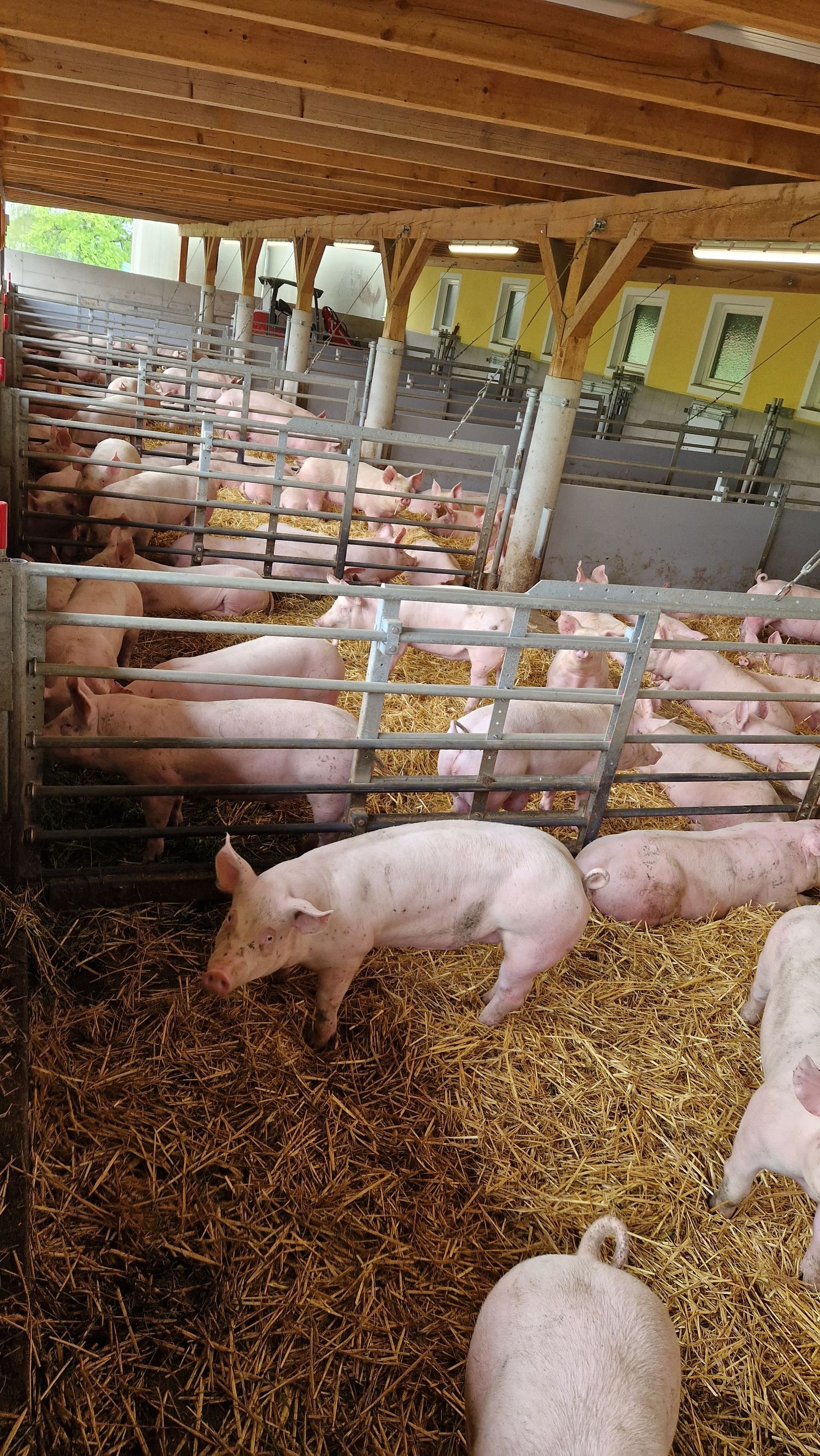 Schweinehaltung in Österreich LK OÖ.jpg