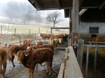 Qplus Rind Beratung_Schrottenbacher.jpg © Augustin Qplus Rind Beratung_Schrottenbacher.jpg © Augustin