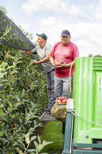 Obsternte hat begonnen © LK Steiermark/Foto Fischer