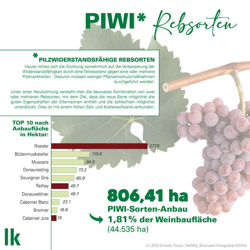 Grafik Pilzwiderstabdfähige Rebsorten in Österreich 2023