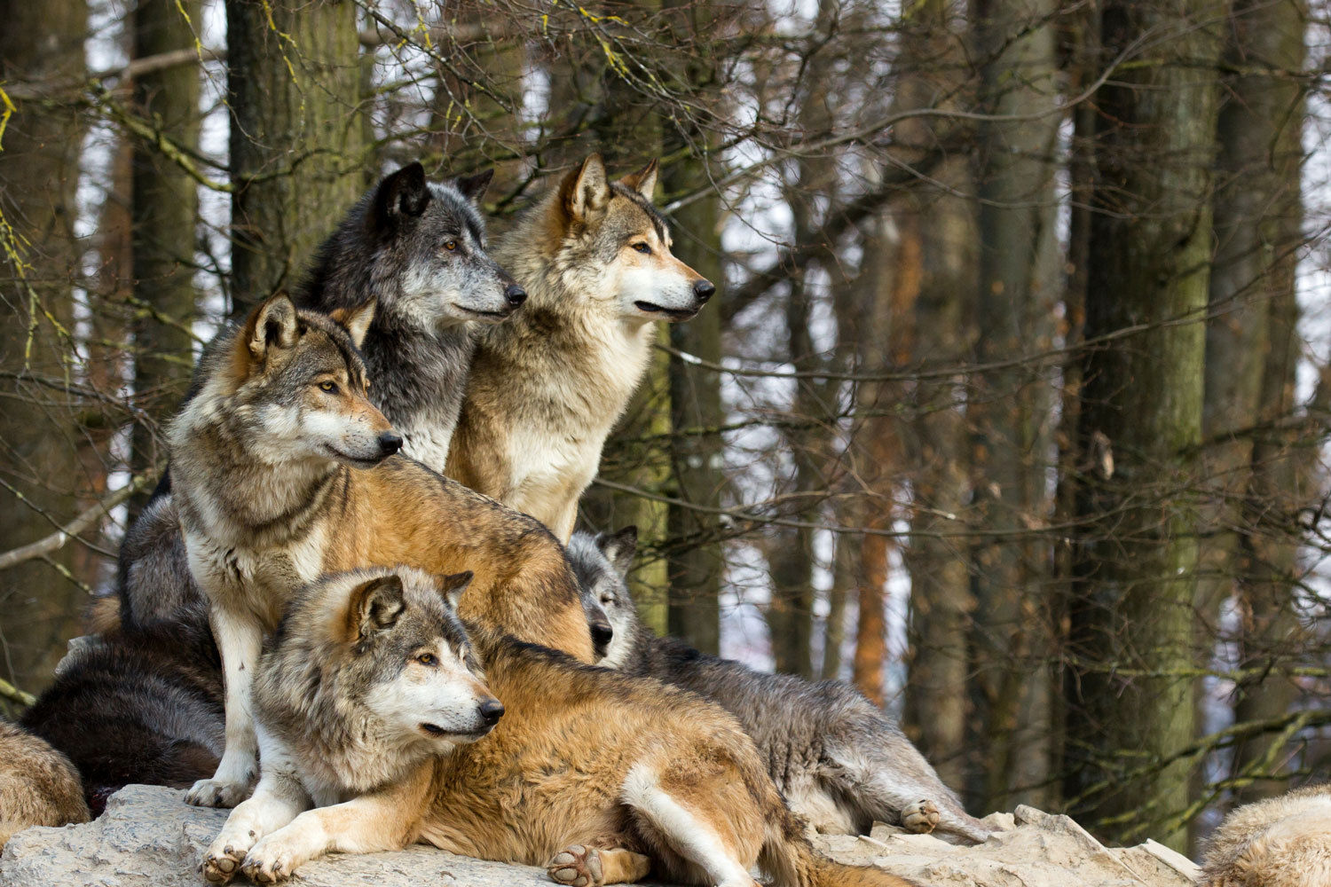 Wolfsrudel © Cloudtail – stock.adobe.com