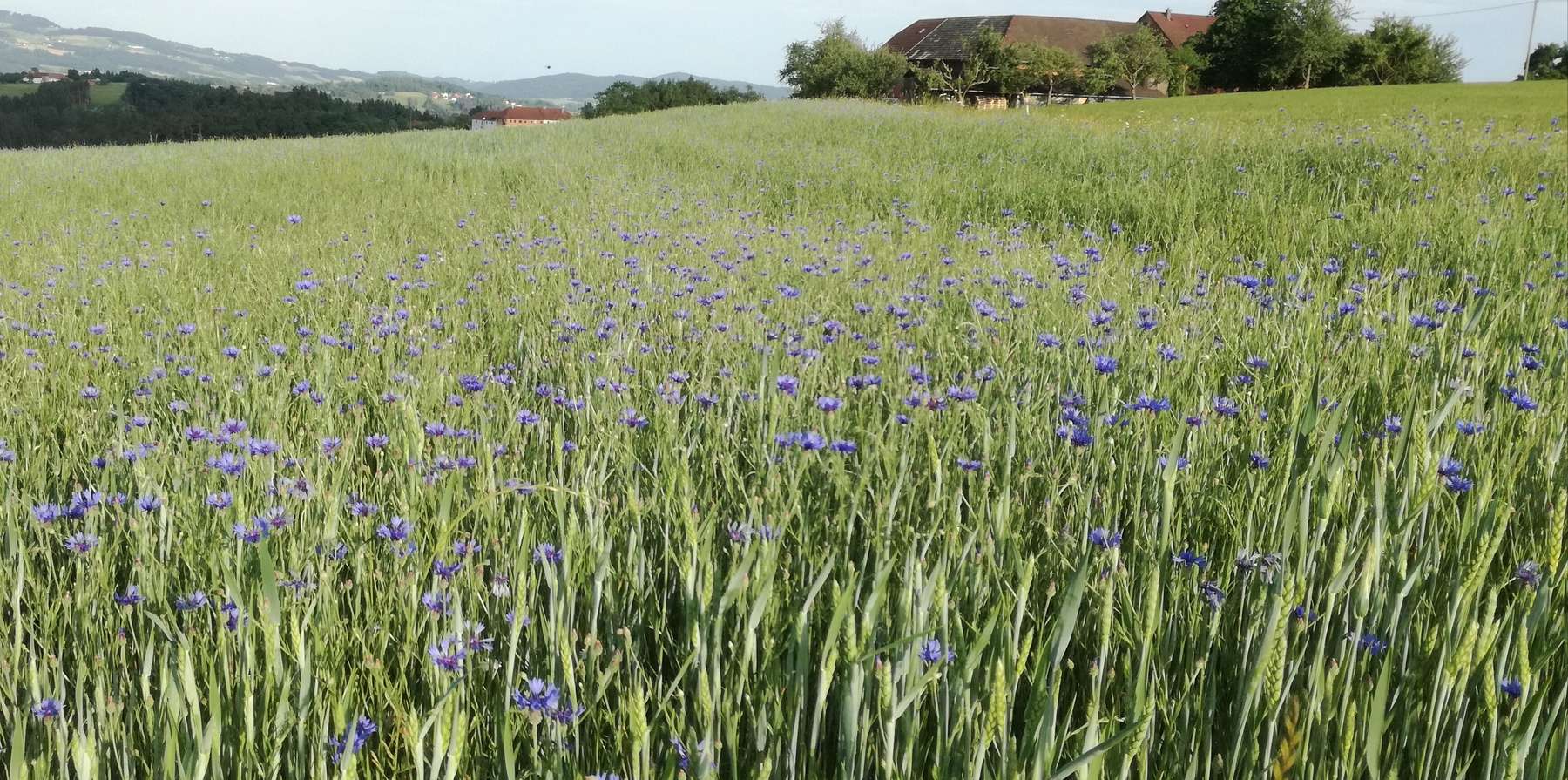 Kornblume in Weizenfeld.jpg © BWSB/Wallner