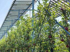 Erste Apfelernte unter den Agri-PV-Anlagen Pöchlarn 3 Erste Apfelernte unter den Agri-PV-Anlagen Pöchlarn 3