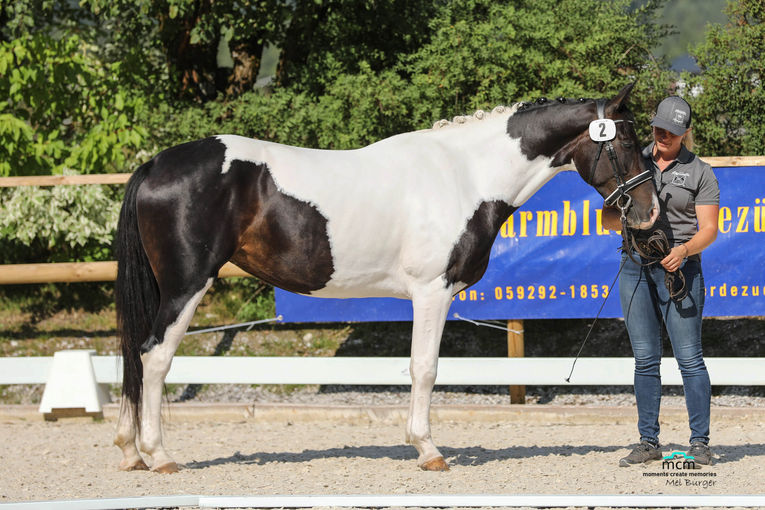 Hervorragende  Erfolge für Salzburgs Warmblutzüchter.jpg