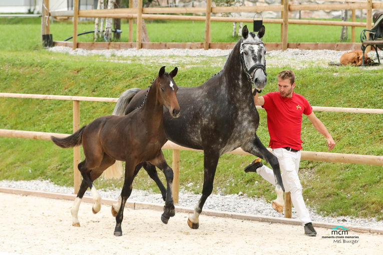 Hervorragende Erfolge für Salzburgs Warmblutzüchter.jpg