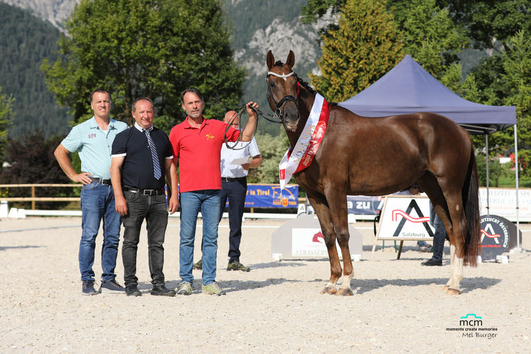 Hervorragende Erfolge für Salzburgs Warmblutzüchter.jpg