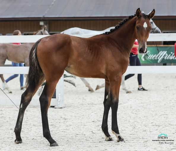 Hervorragende  Erfolge für Salzburgs Warmblutzüchter.jpg