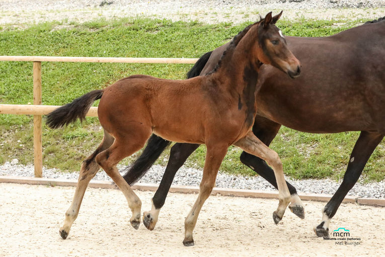 Hervorragende Erfolge für Salzburgs Warmblutzüchter.jpg