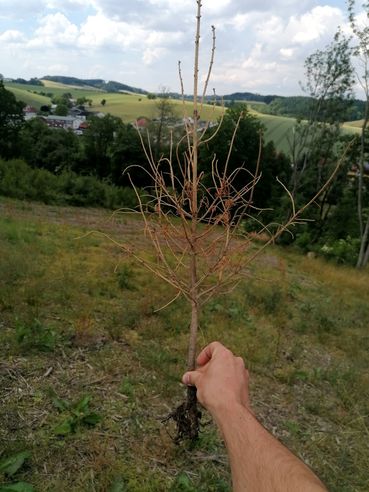 zu starker Wurzelschnitt.jpg © LK OÖ/Pennetzdorfer