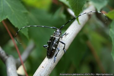 Asiatischer Laubholzbockkäfer (Anoplophora glabripennis).jpg