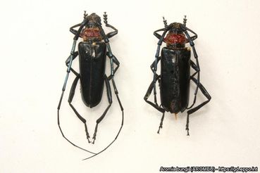 Asiatischer Moschusbock (Aromia bungii).jpg © EPPO Global Database, Matteo Maspero, Centro MiRT – Fondazione Minoprio (IT) Asiatischer Moschusbock (Aromia bungii).jpg © EPPO Global Database, Matteo Maspero, Centro MiRT – Fondazione Minoprio (IT)