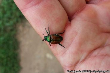 Japankäfer (Popillia japonica).jpg © EPPO Global Database, Matteo Maspero (IT)