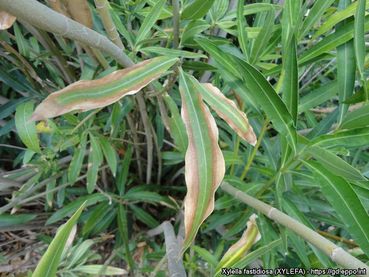 Feuerbakterium (Xylella fastidiosa).jpg © EPPO Global Database, Donato Boscia, CNR - Institute for Sustainable Plant Protection, UOS, Bari (IT)