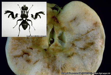 Apfelfruchtfliege (Rhagoletis pomonella).png © EPPO Global Database, großes Bild E.H. Glass, kleines Bild Central Science Laboratory, Harpenden (GB) - British Crown Apfelfruchtfliege (Rhagoletis pomonella).png © EPPO Global Database, großes Bild E.H. Glass, kleines Bild Central Science Laboratory, Harpenden (GB) - British Crown
