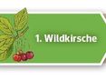 Artikelserie Mischbaumarten © LK Niederösterreich