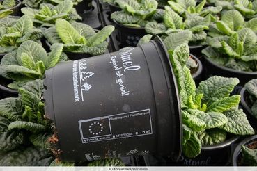 Pflanzenpass.jpg © Amt der Steiermärkischen Landesregierung, Stockmann Pflanzenpass.jpg © Amt der Steiermärkischen Landesregierung, Stockmann