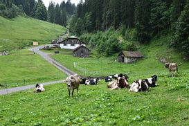 Ostergunten 3 ©LK VBg..jpg Ostergunten 3 ©LK VBg..jpg
