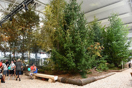 Wald ©LK VBg.jpg Wald ©LK VBg.jpg