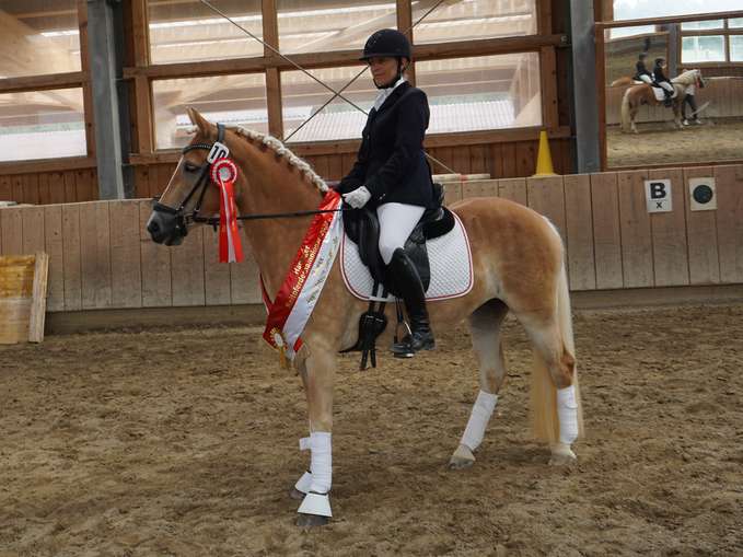 Talentierte Reitpferde und vielversprechende Haflingerfohlen.jpg © Wimmer Talentierte Reitpferde und vielversprechende Haflingerfohlen.jpg © Wimmer