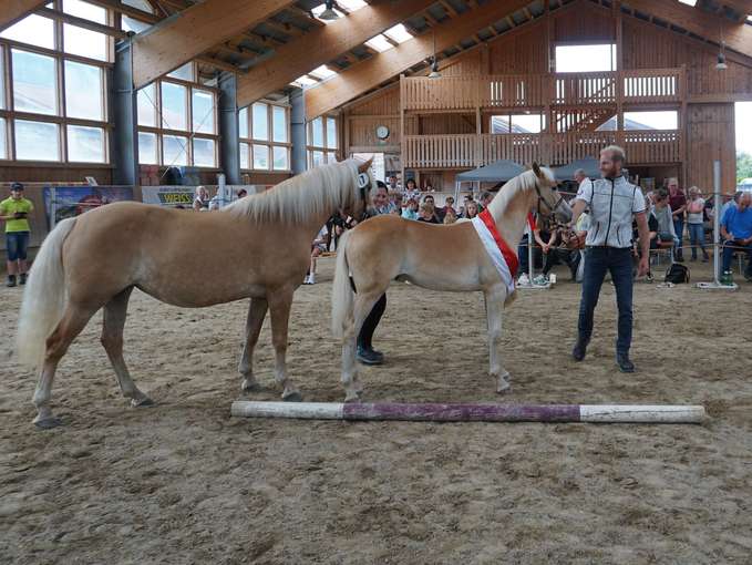 Talentierte Reitpferde und vielversprechende Haflingerfohlen.jpg