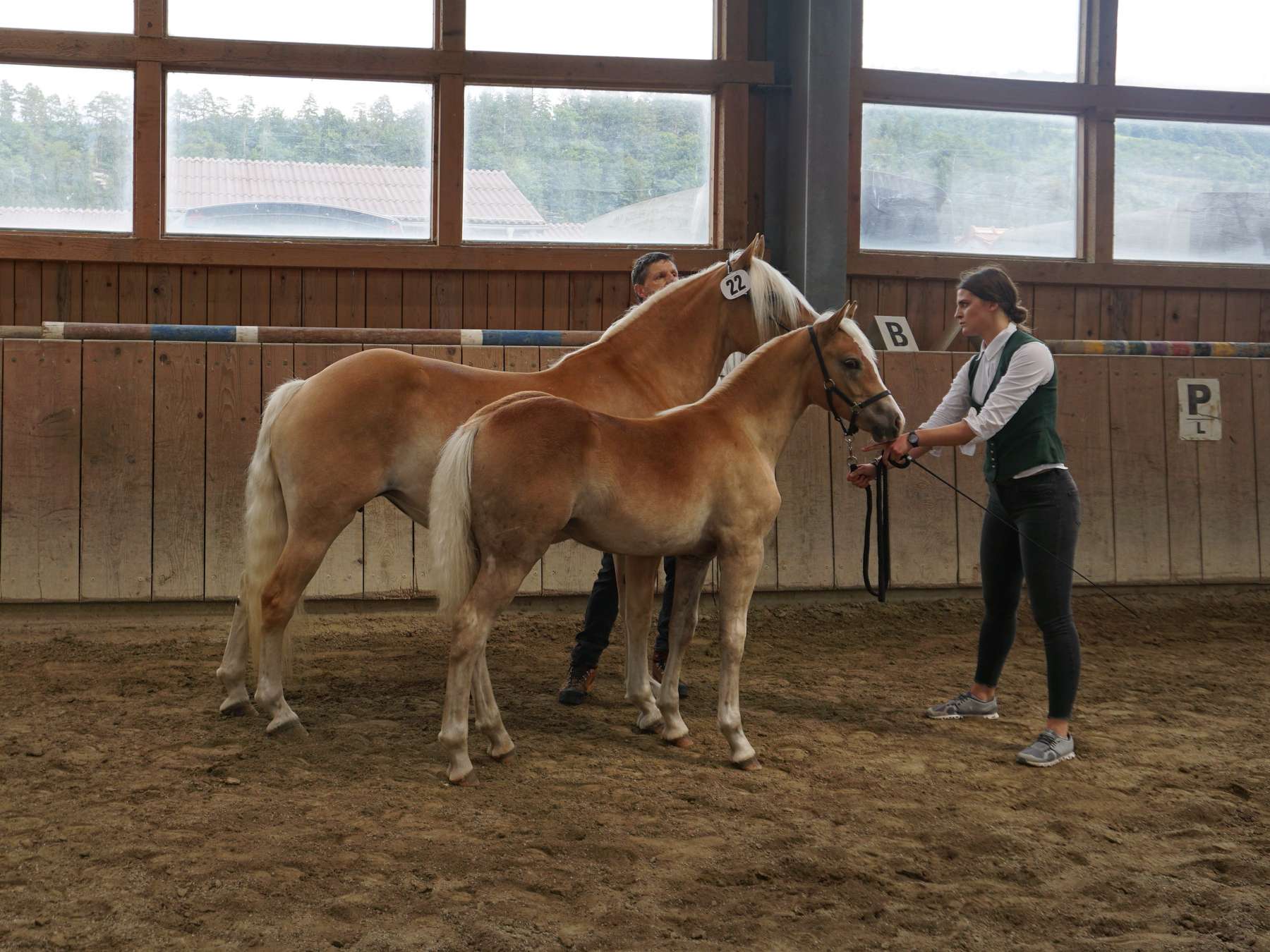 Talentierte Reitpferde und vielversprechende Haflingerfohlen.jpg © Wimmer Talentierte Reitpferde und vielversprechende Haflingerfohlen.jpg © Wimmer