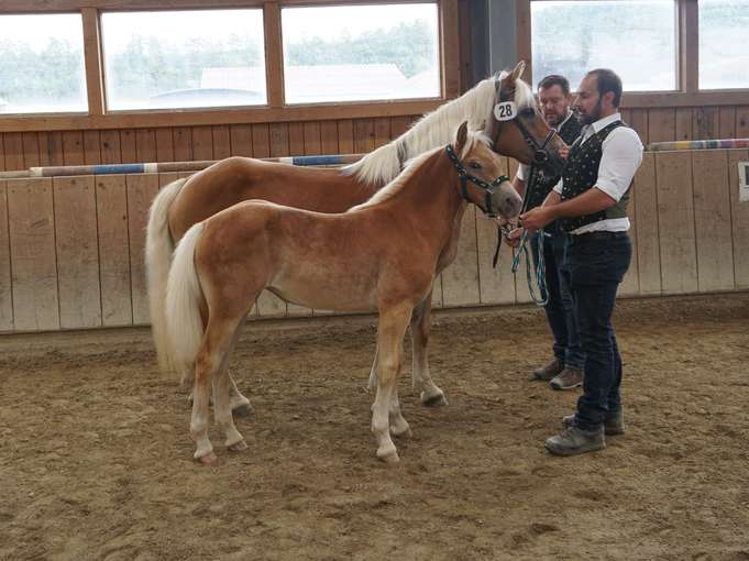 Talentierte Reitpferde und vielversprechende Haflingerfohlen.jpg © Wimmer Talentierte Reitpferde und vielversprechende Haflingerfohlen.jpg © Wimmer