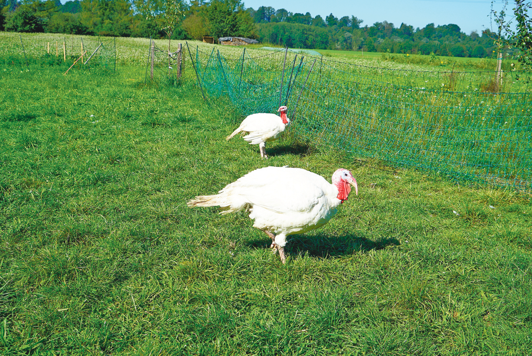 Dinkel, ein Getreide mit Mehrwert – Stöcklbauer in St. Georgen.png