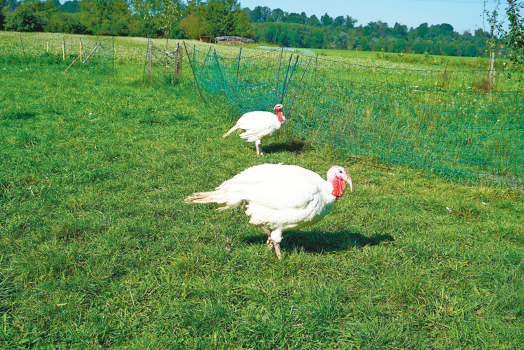 Dinkel, ein Getreide mit Mehrwert – Stöcklbauer in St. Georgen.png © Kronreif Dinkel, ein Getreide mit Mehrwert – Stöcklbauer in St. Georgen.png © Kronreif