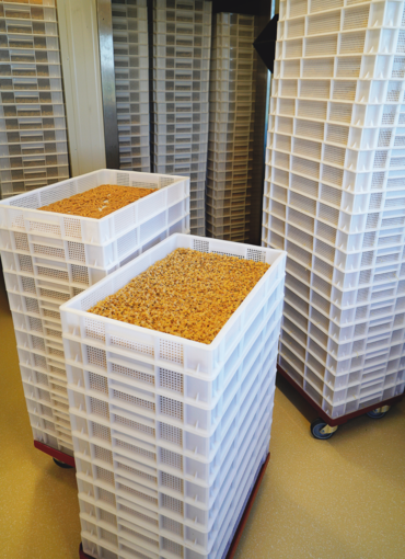 Dinkel, ein Getreide mit Mehrwert – Stöcklbauer in St. Georgen.png © Kronreif Dinkel, ein Getreide mit Mehrwert – Stöcklbauer in St. Georgen.png © Kronreif