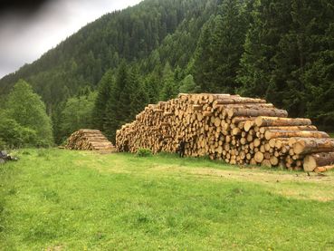 Schadholzlagerung.jpg © Michaela Koch Schadholzlagerung.jpg © Michaela Koch