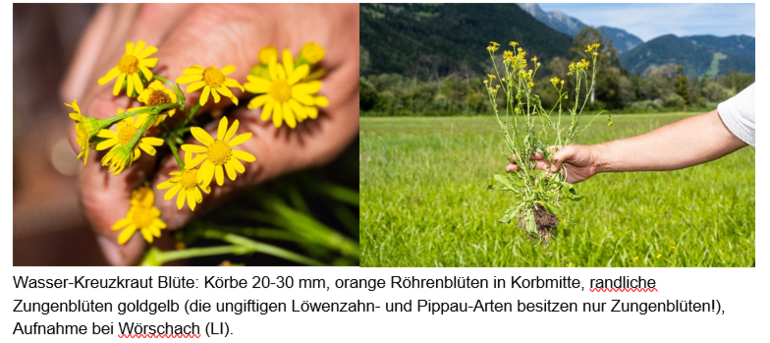 Wasser-Kreuzkraut.png © LK Steiermark Wasser-Kreuzkraut.png © LK Steiermark