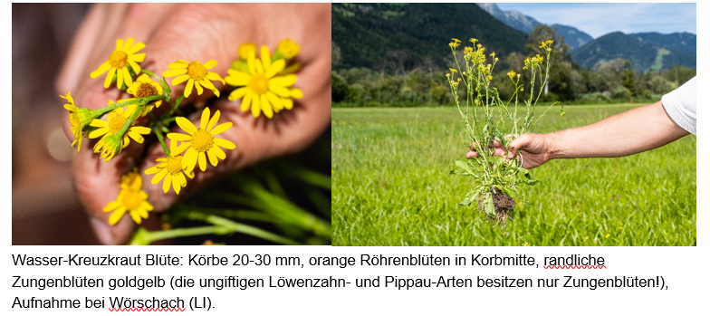Wasser-Kreuzkraut.png © LK Steiermark Wasser-Kreuzkraut.png © LK Steiermark