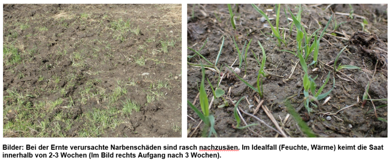 Bild Narbenschäden.png © LK Steiermark Bild Narbenschäden.png © LK Steiermark