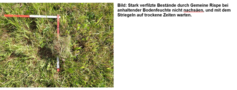 Verfilzte Bestände.png © LK Steiermark Verfilzte Bestände.png © LK Steiermark