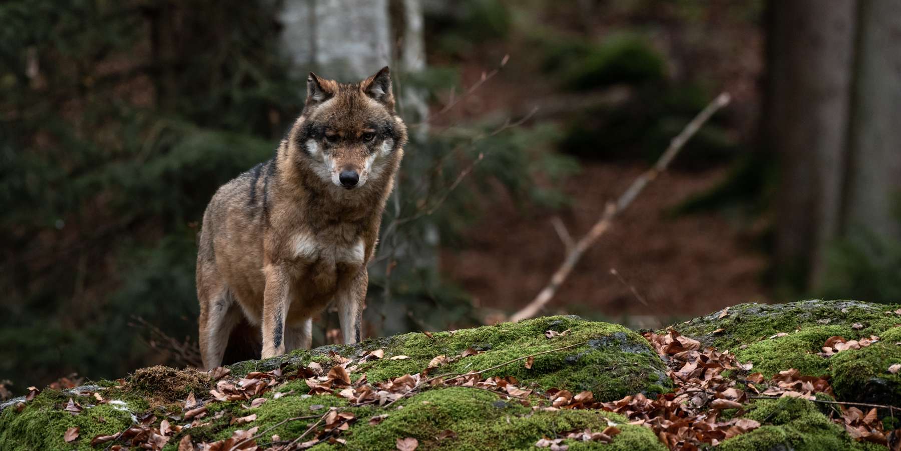 Wolf © Adobe Stock