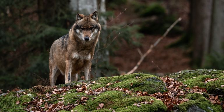 Wolf © Adobe Stock