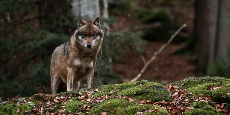 Wolf © Adobe Stock