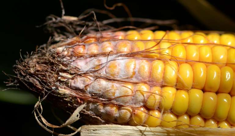 Pilzbefall bzw. Mykotoxine beim Mais © Hubert Köppl Pilzbefall bzw. Mykotoxine beim Mais © Hubert Köppl