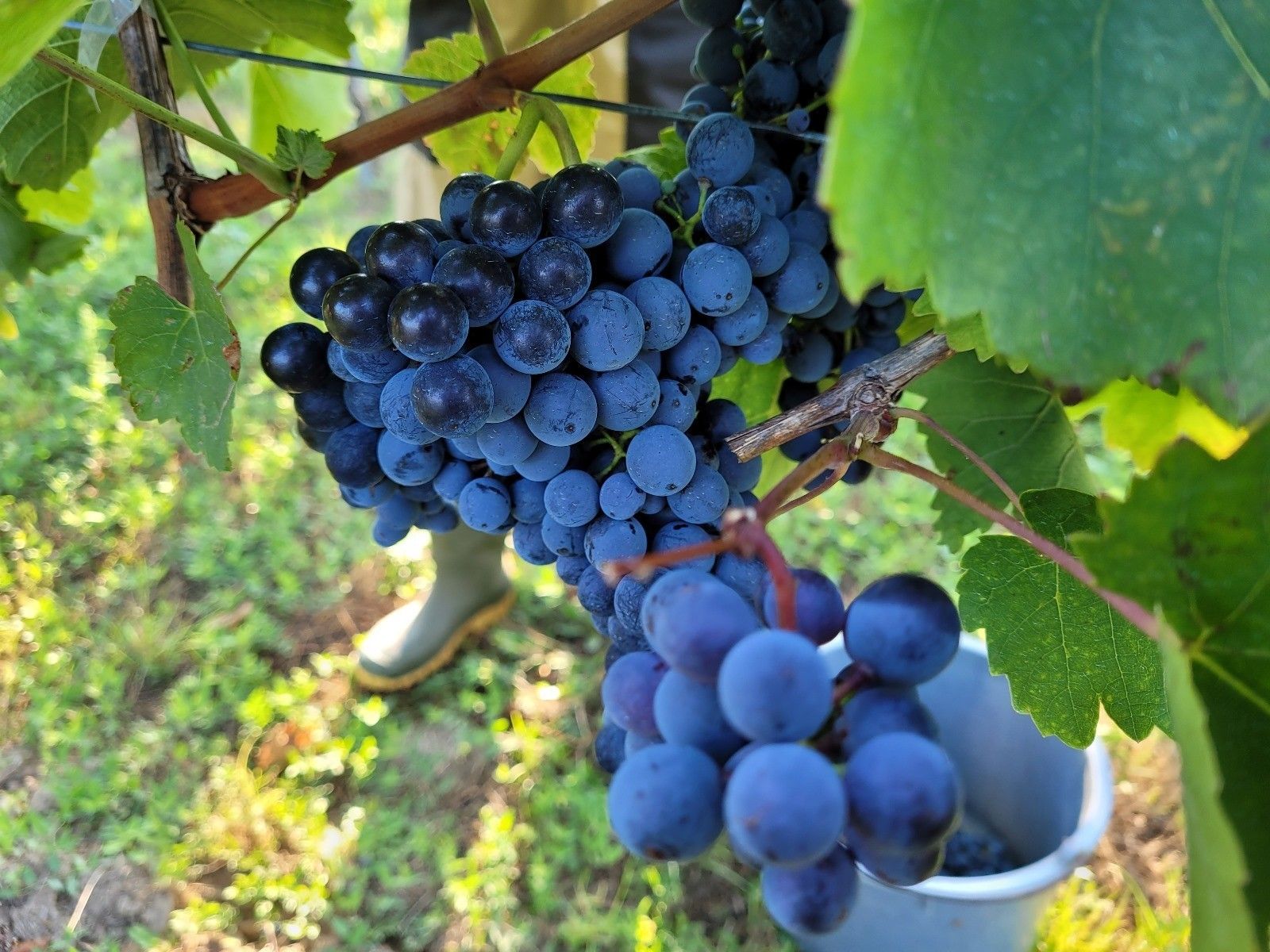 2023 Weingarten2 © Gössinger Martina Obersdorf.jpg © BBK MI 2023 Weingarten2 © Gössinger Martina Obersdorf.jpg © BBK MI