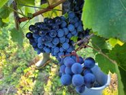 2023 Weingarten2 © Gössinger Martina Obersdorf.jpg © BBK MI